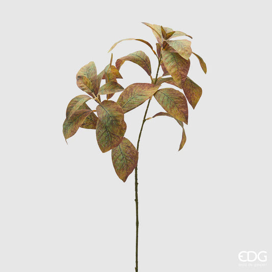 EDG - Ramo Photinia H70 Verde