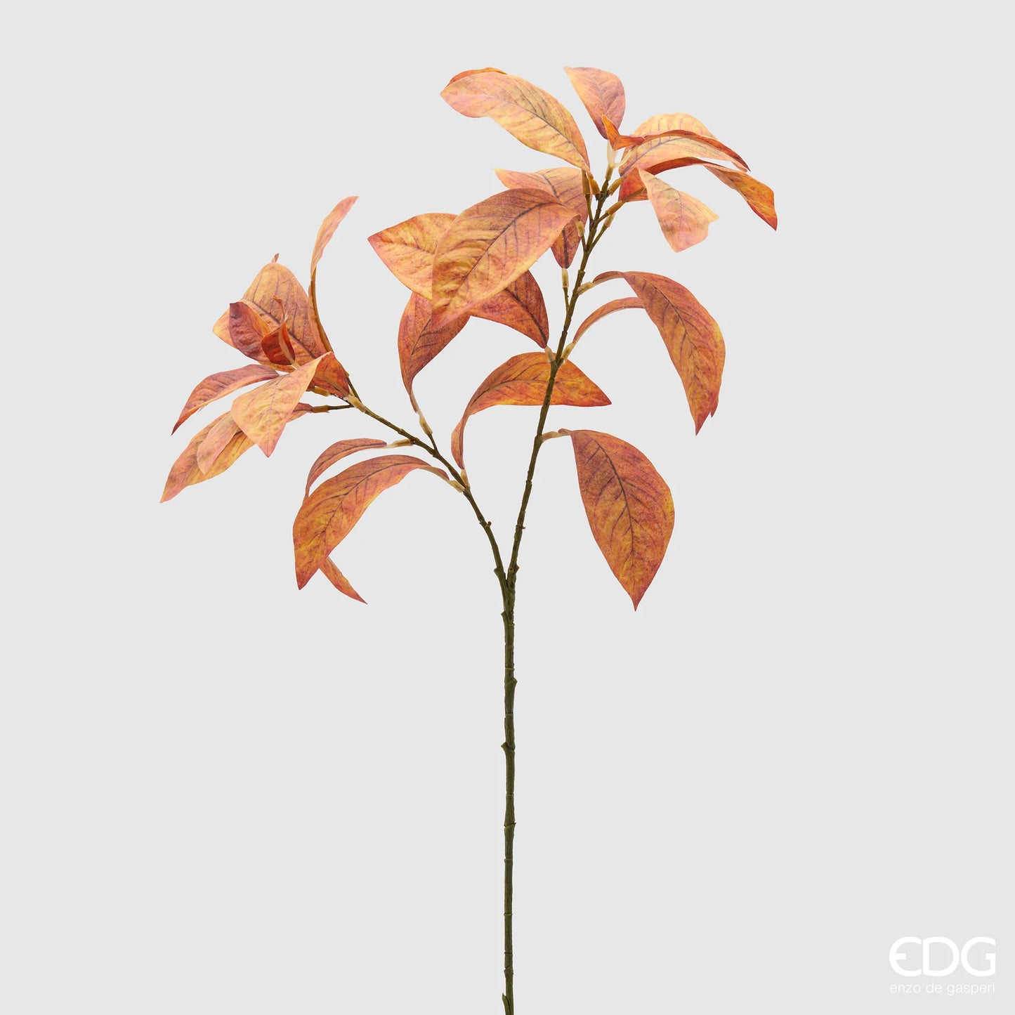 EDG - Photinia H70 Branche d'Oranger