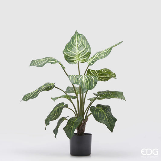 EDG - Pianta Artificiale Calathea con Vaso H60 cm