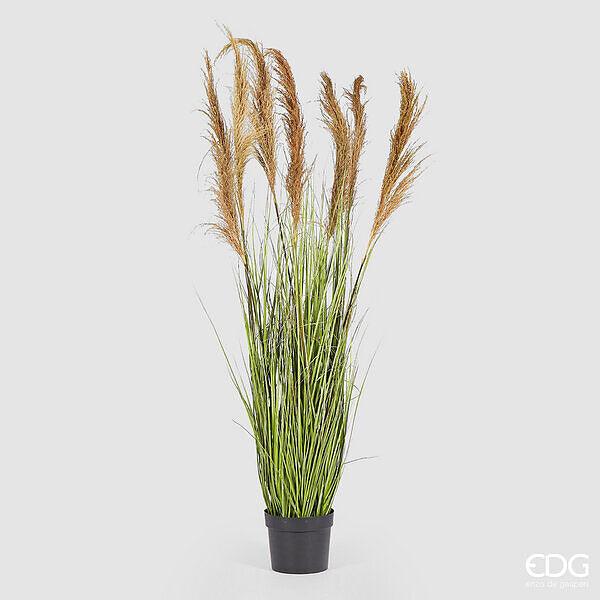 EDG - Festuca Artificiale