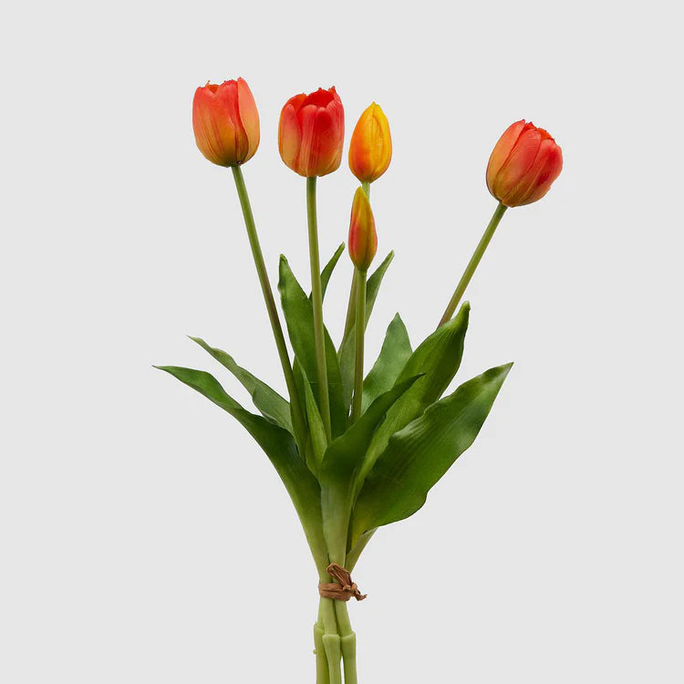 EDG - Bunch of 5 Gomm Olis Tulips H40 cm Orange