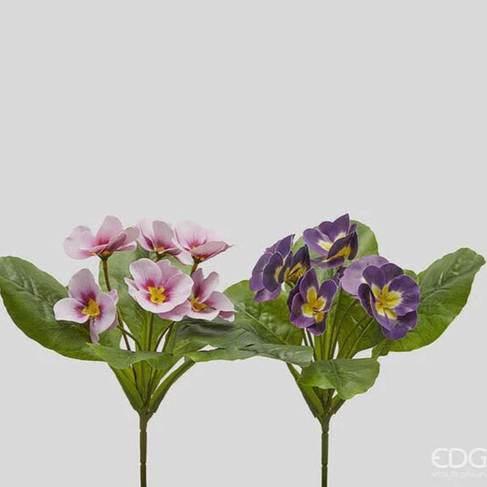 EDG - Primula Olis Cesp.X6 H28