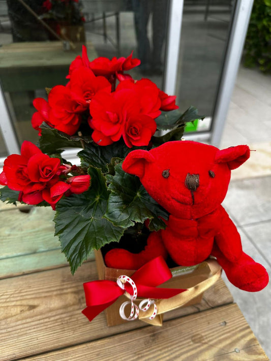 Garden Foggia - "Red Love" Begonie Rosse con Orso