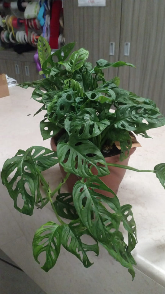 Garden Foggia - Monstera Obliqua