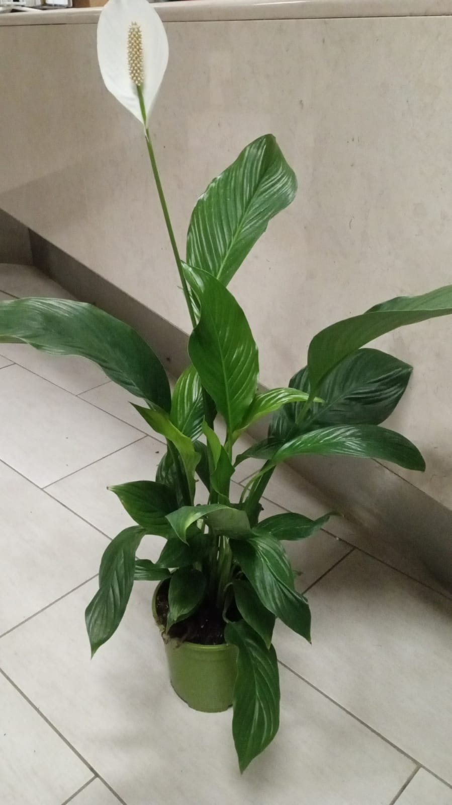 Foggia des jardins - Spathiphyllum