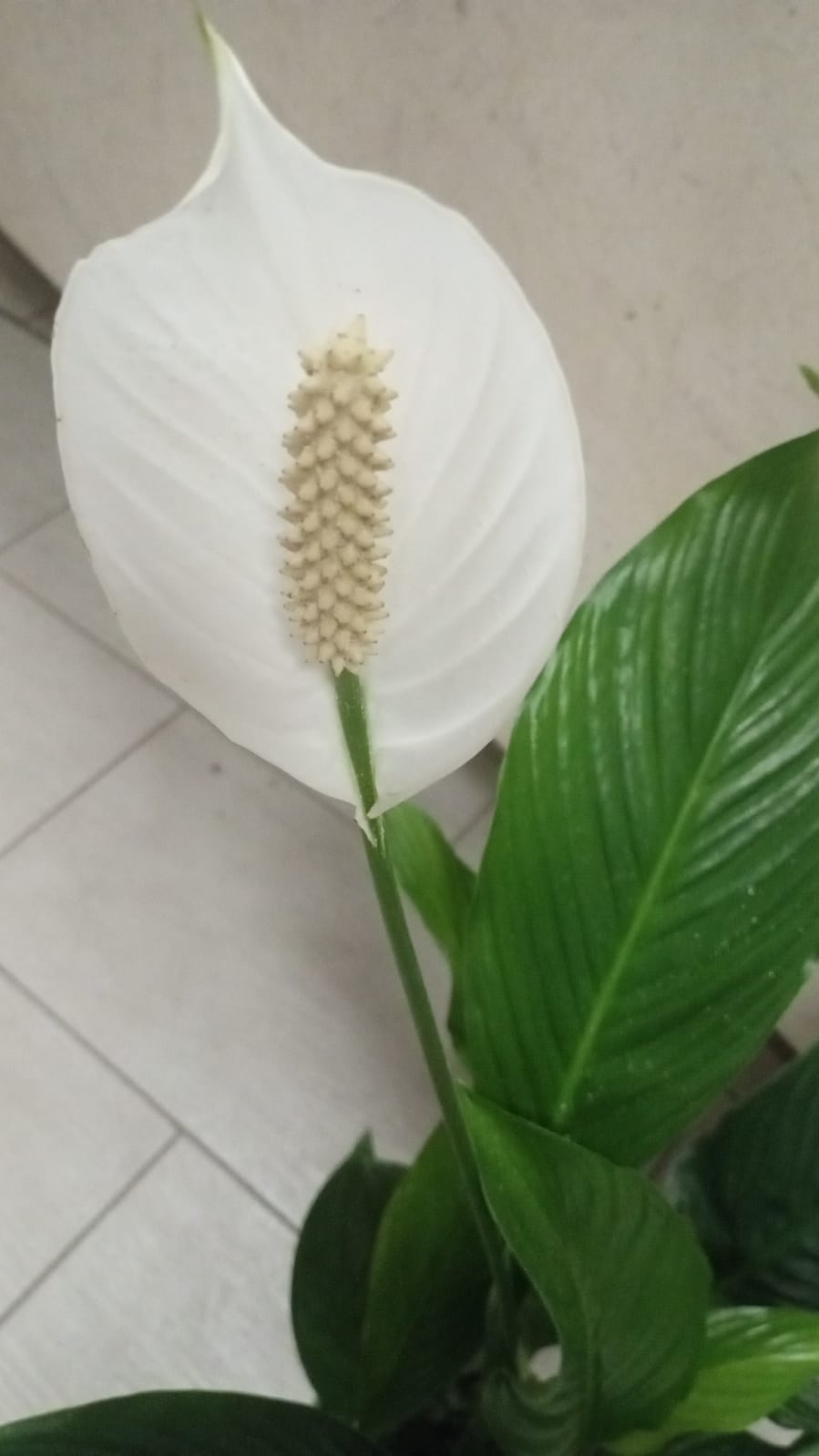 Foggia des jardins - Spathiphyllum