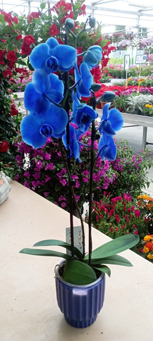 Garden Foggia - Orchidea Azzurra