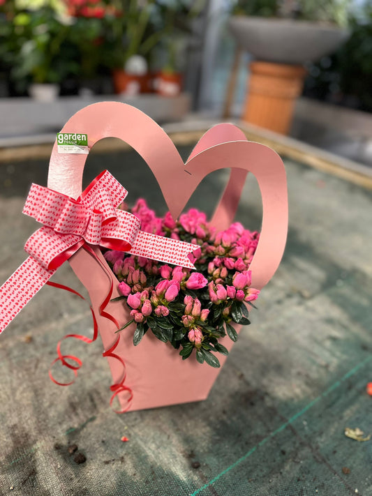 Garden Foggia - Composizione Pink heart