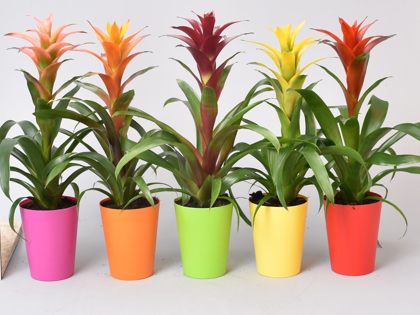 Garden Foggia - Potted Guzmania