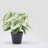 EDG - Caladium Variegato con Vaso Artificiale H 33 Cm Green