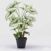 EDG - Caladium Variegato con Vaso Artificiale H 47 Cm Green