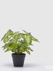 EDG - Caladium con Vaso Artificiale H 33 Cm Green