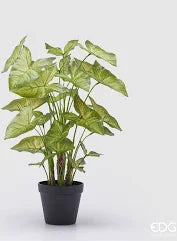 EDG - Caladium con Vaso Artificiale H 47 Cm Green