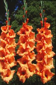 GARDEN - Bulbi di Gladiolus Peter Pears